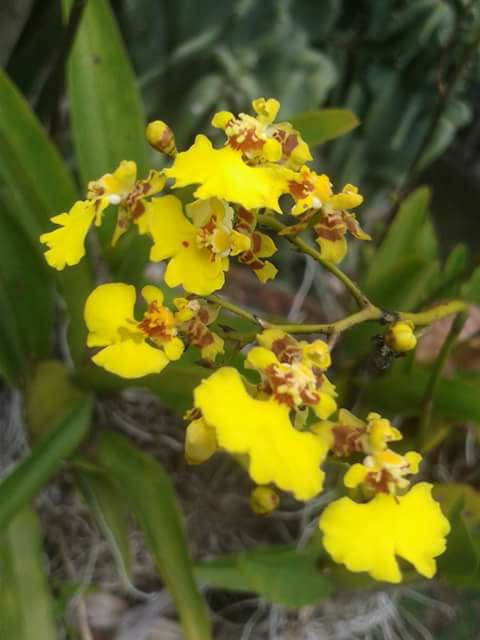 Mini orquídea amarela – Luz e flores